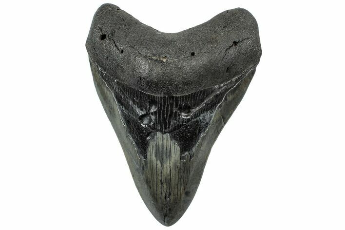 Fossil Megalodon Tooth - South Carolina #307532